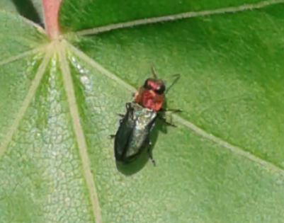 Buprestidae : femmina di Anthaxia nitidula?  S